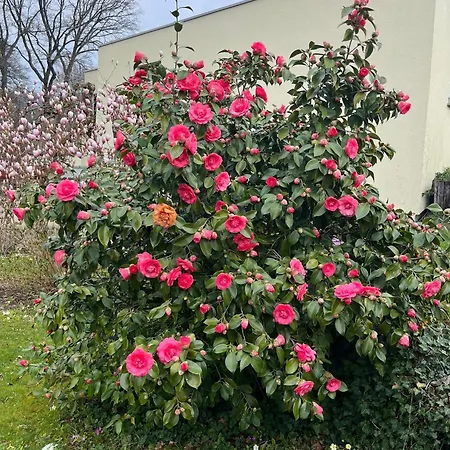 Haus Molnar 巴特塞京根