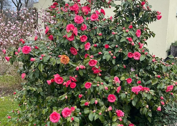 Haus Molnar Bad Säckingen